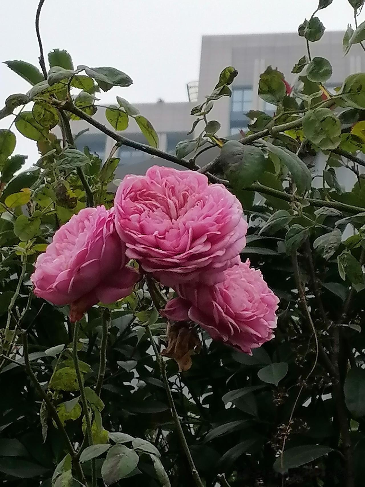 中国男篮的真正弱点是什么?