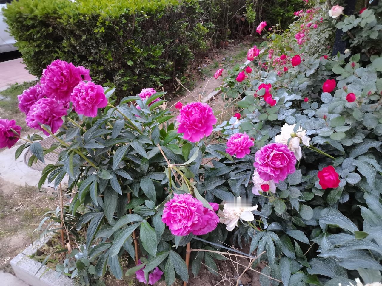 相册里的花花草草今天早上跑步的时候，在一个小区看到一整片花。这是牡丹还是芍药呢？