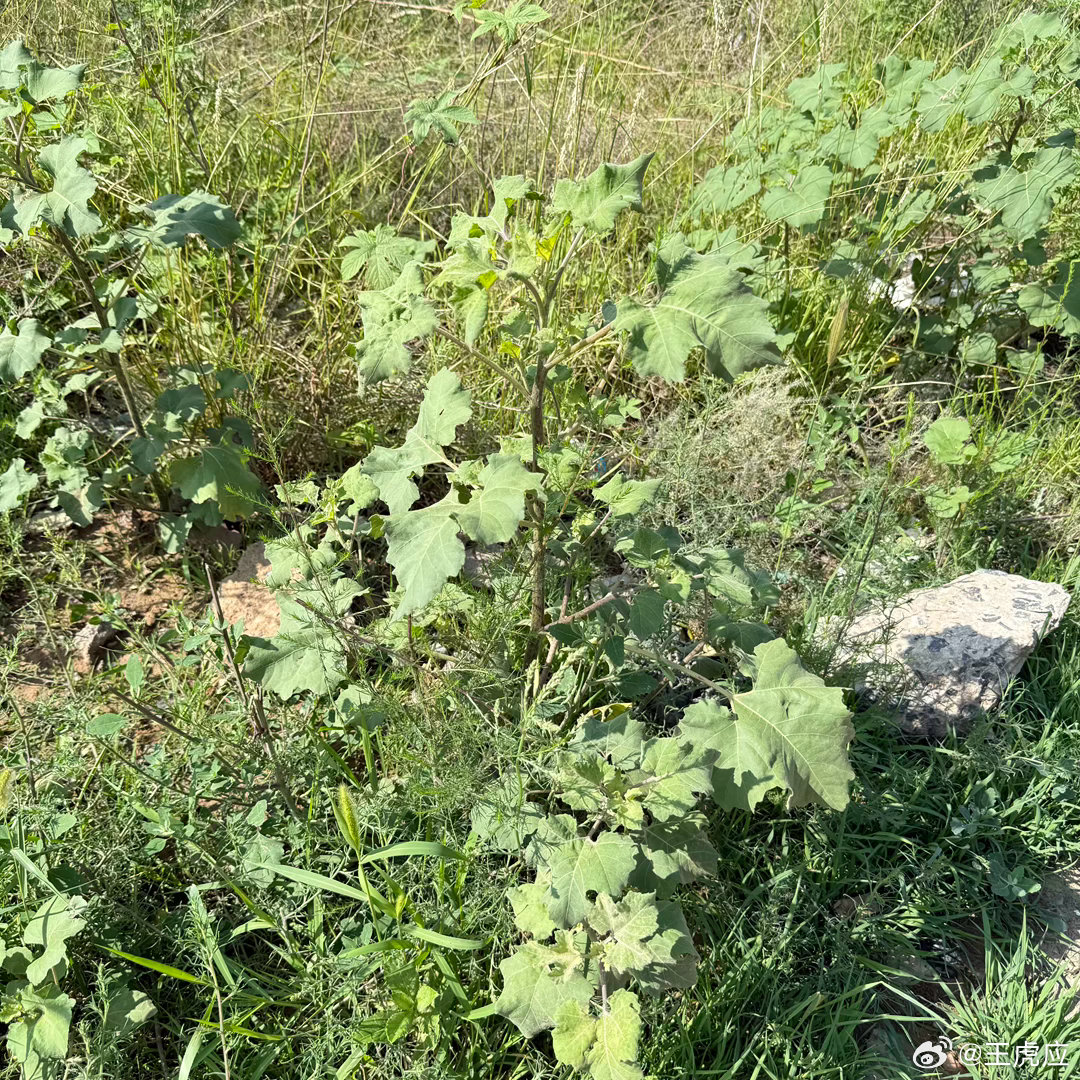 苍耳 