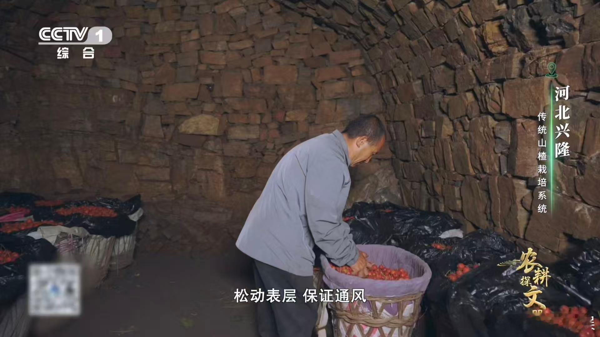 山楂变甜前要闭关数月河北兴隆山楂窖藏太有门道！石头垒成的窖壁超讲究，能让山楂安稳