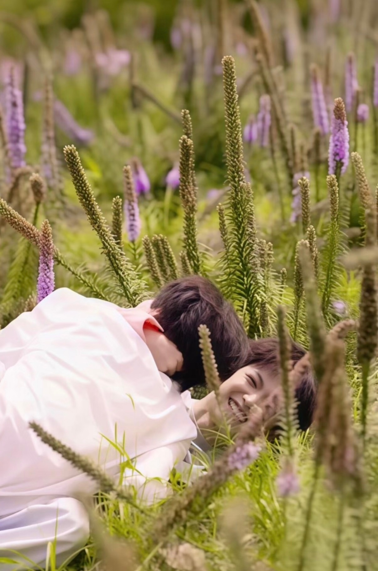没有红高梁但是有蛇鞭菊
