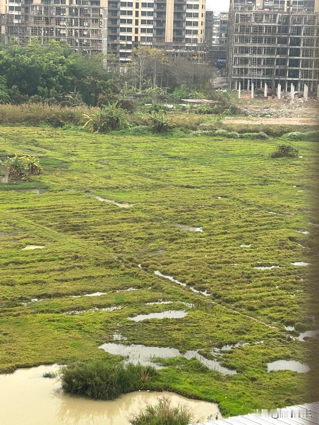 春日生活打卡季春日阳光正好，微风不燥。漫步在绿意盎然的公园，花香扑鼻，心情格外舒