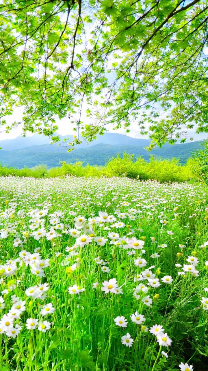 上联：风和日丽景色好。

（图片来自网络）