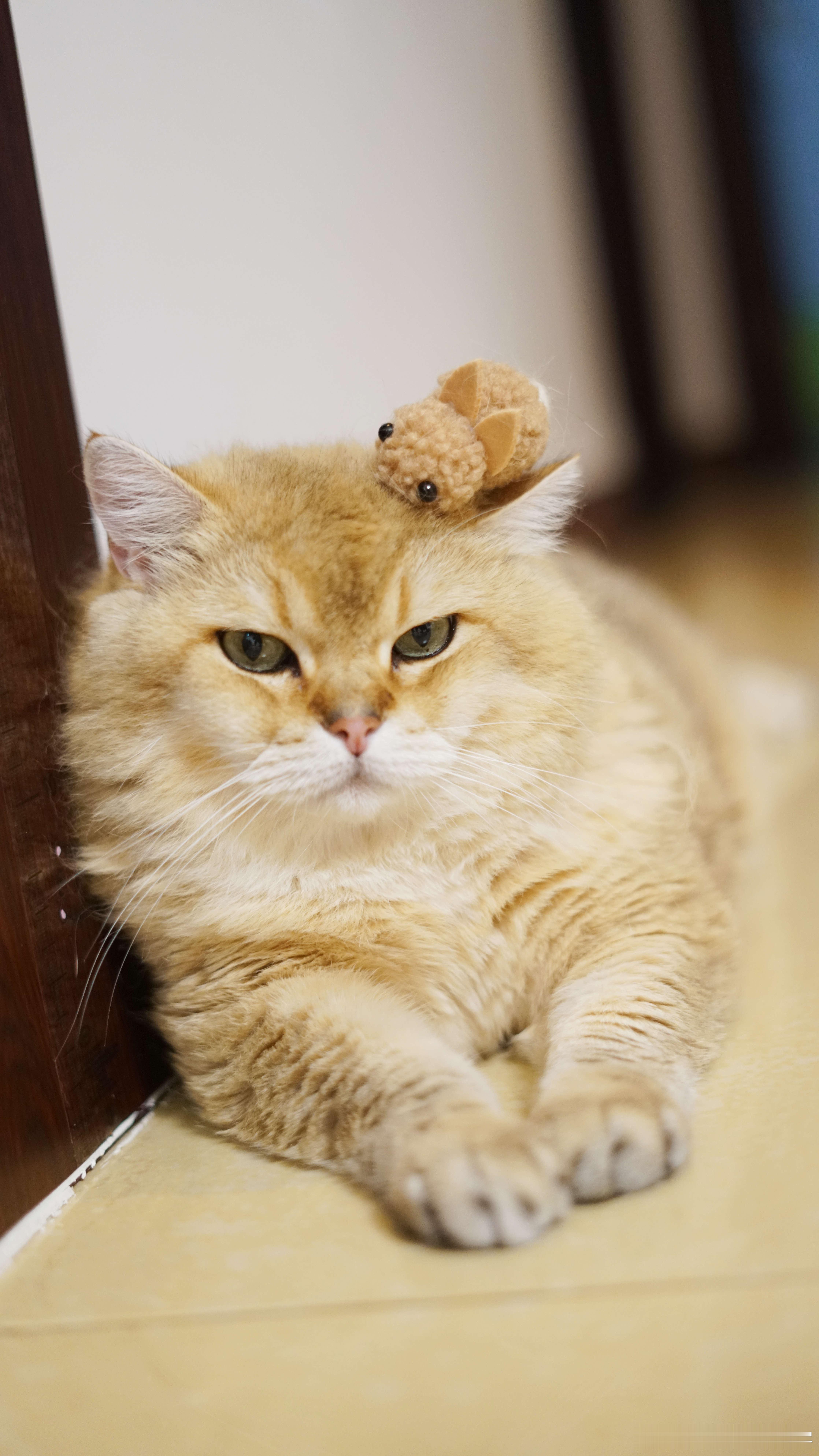 帅猫！萌宠猫咪