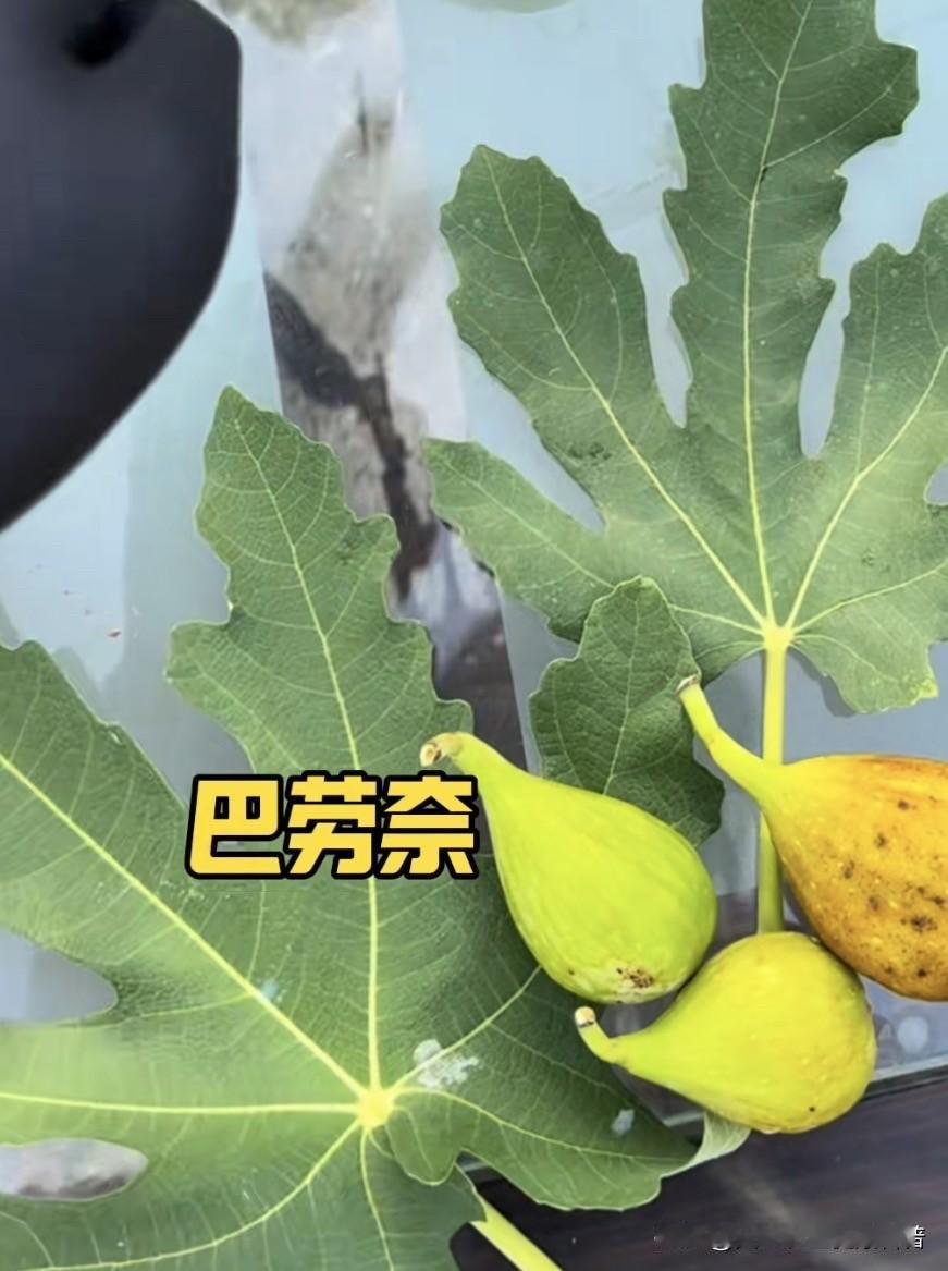 磷酸二氢钾叶面喷施，药液需要一定时间被叶片充分吸收，如果喷后很快下雨，药液会被雨