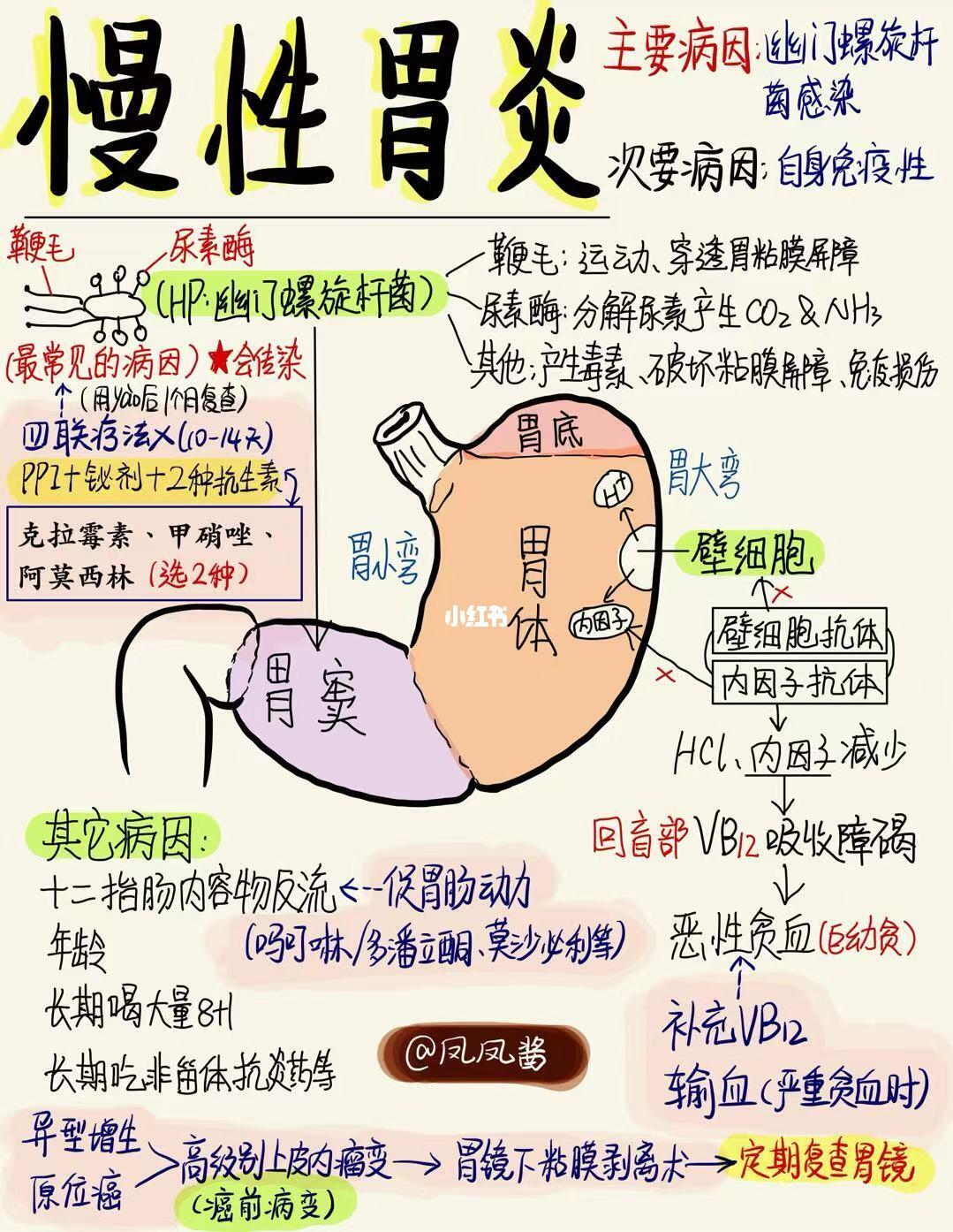 📖医学生笔记｜慢性胃炎 建议点赞收藏