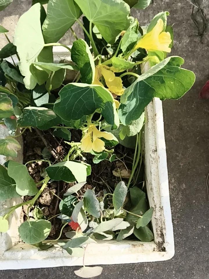 早金莲终于开花了，仅有红黄两个颜色，花瓣单薄，花朵小，没有想象中好看。