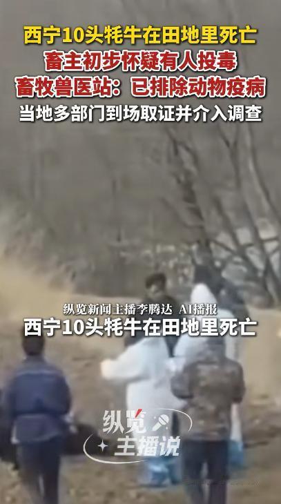 “严查到底！”近日，青海西宁，一名牧民养殖户清晨去田里查看时，竟发现自家放养的1