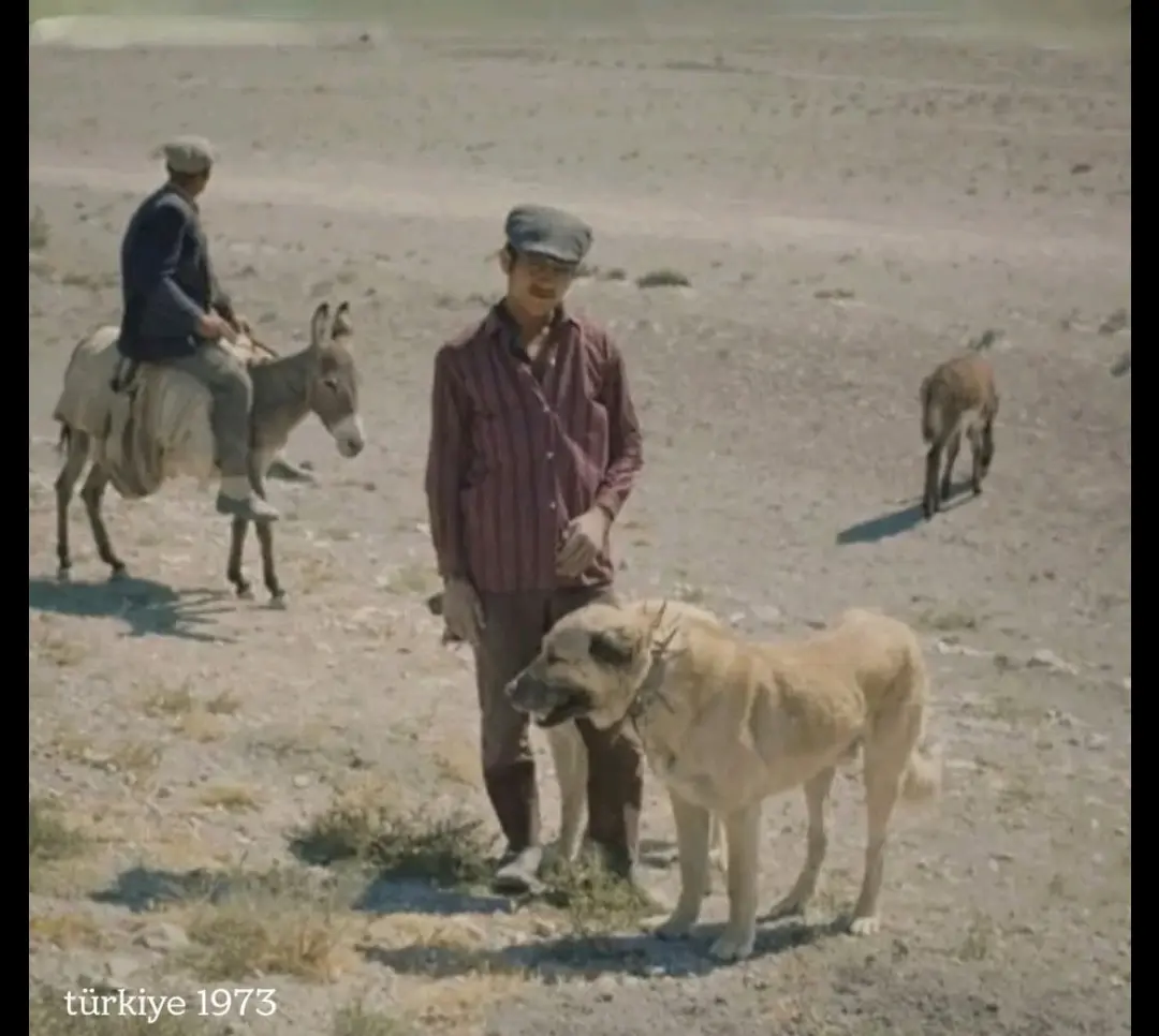 kangal1973年