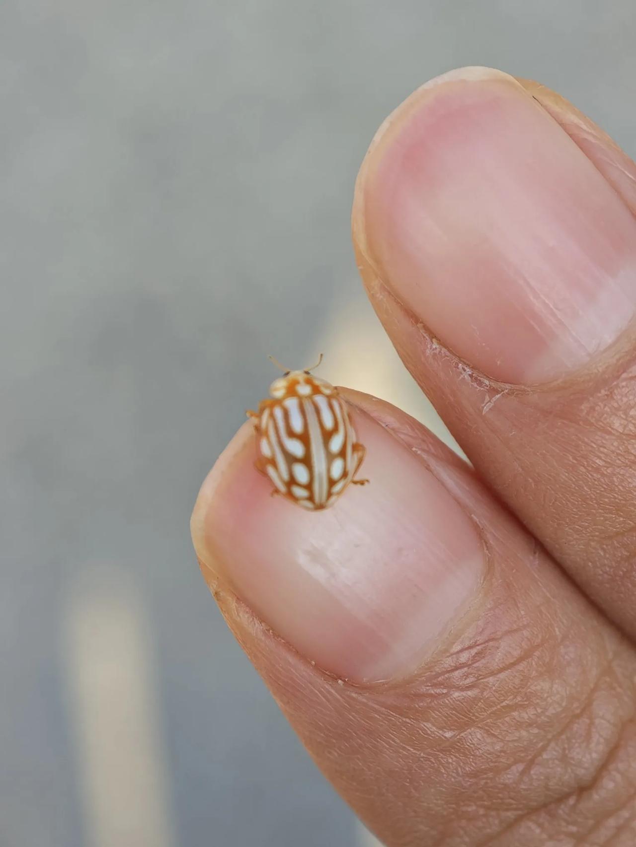 周末无事
和孩子去看了一千多岁的银杏树
临走时
身上飞来一只瓢虫
半生已过
但第