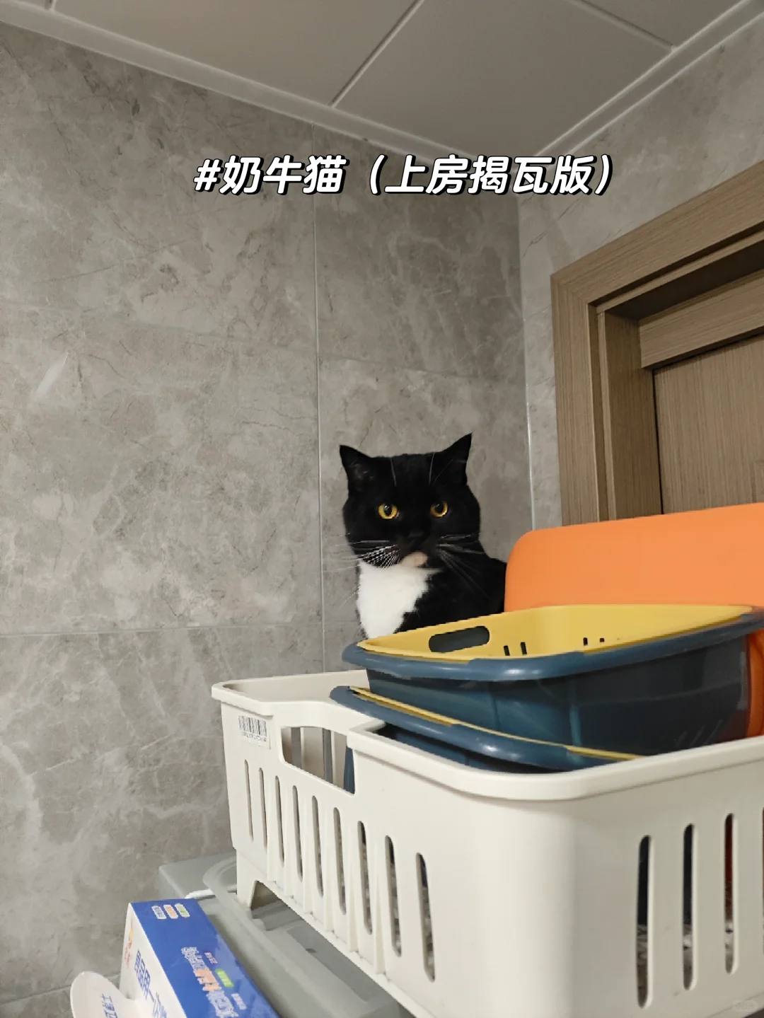 得嘞，他又上冰箱顶了