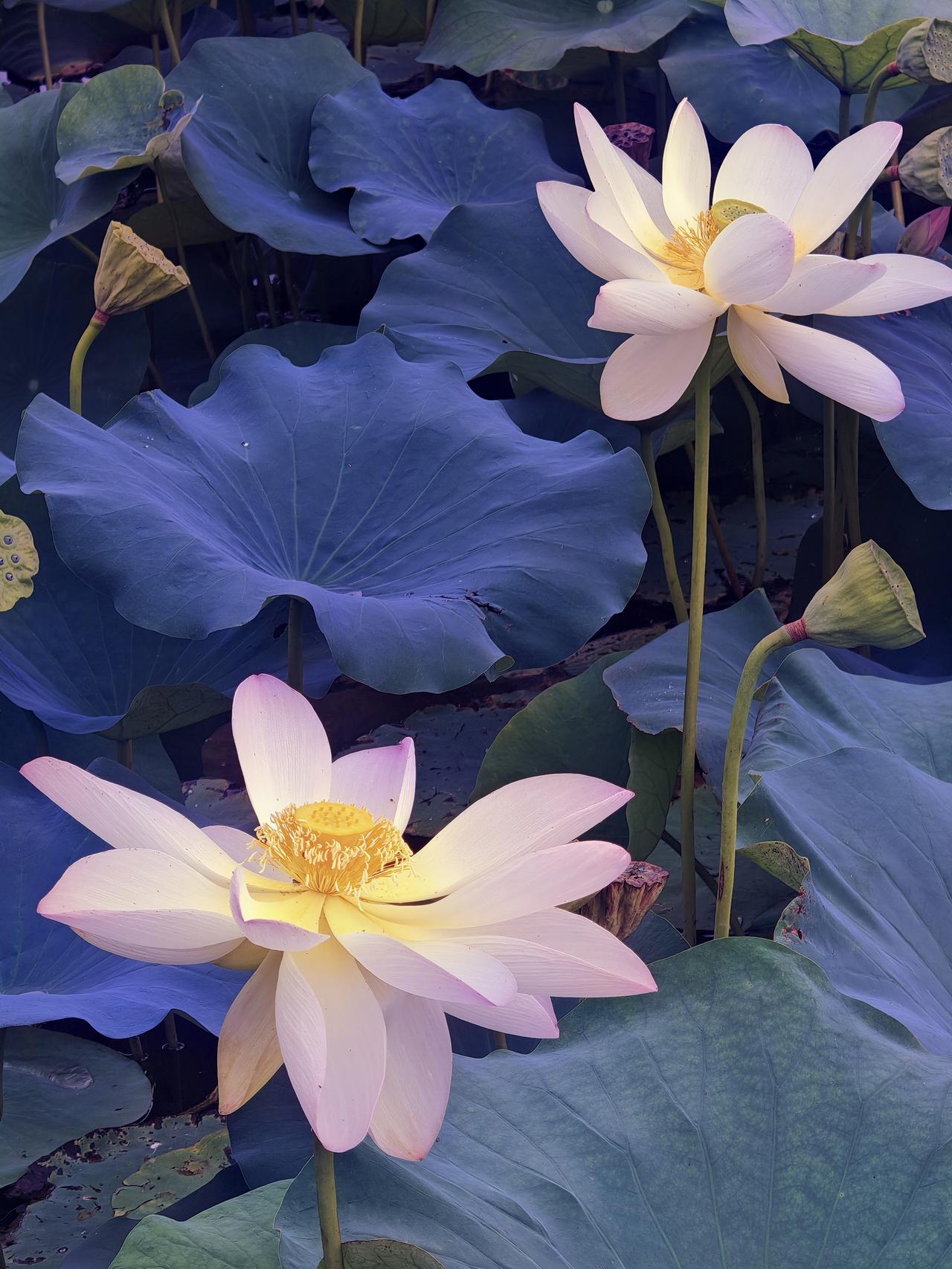 貌美如花