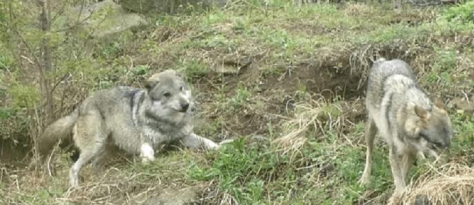 位于日本东京日野市的都立多摩动物园今日（28日）发生狼只逃脱事件。目前，园方已疏