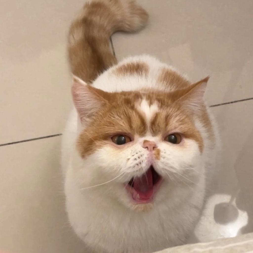 苹果实况你要毁了小猫哈哈哈，我抓拍我家小猫的样子，我可太喜欢了