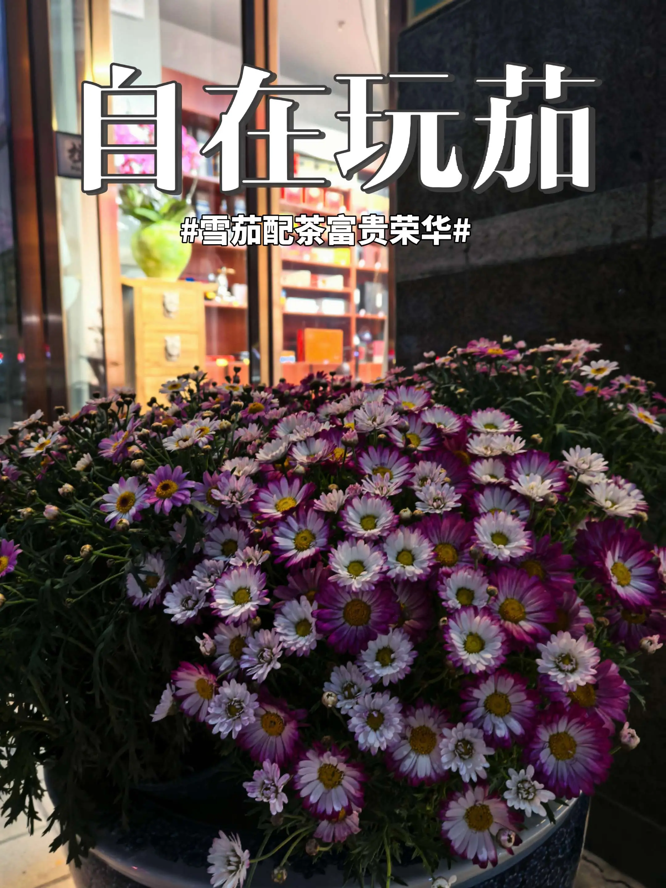 有没有喝茶要抽茄的 …让我看到你们的双手 一起富贵荣华 花开年年