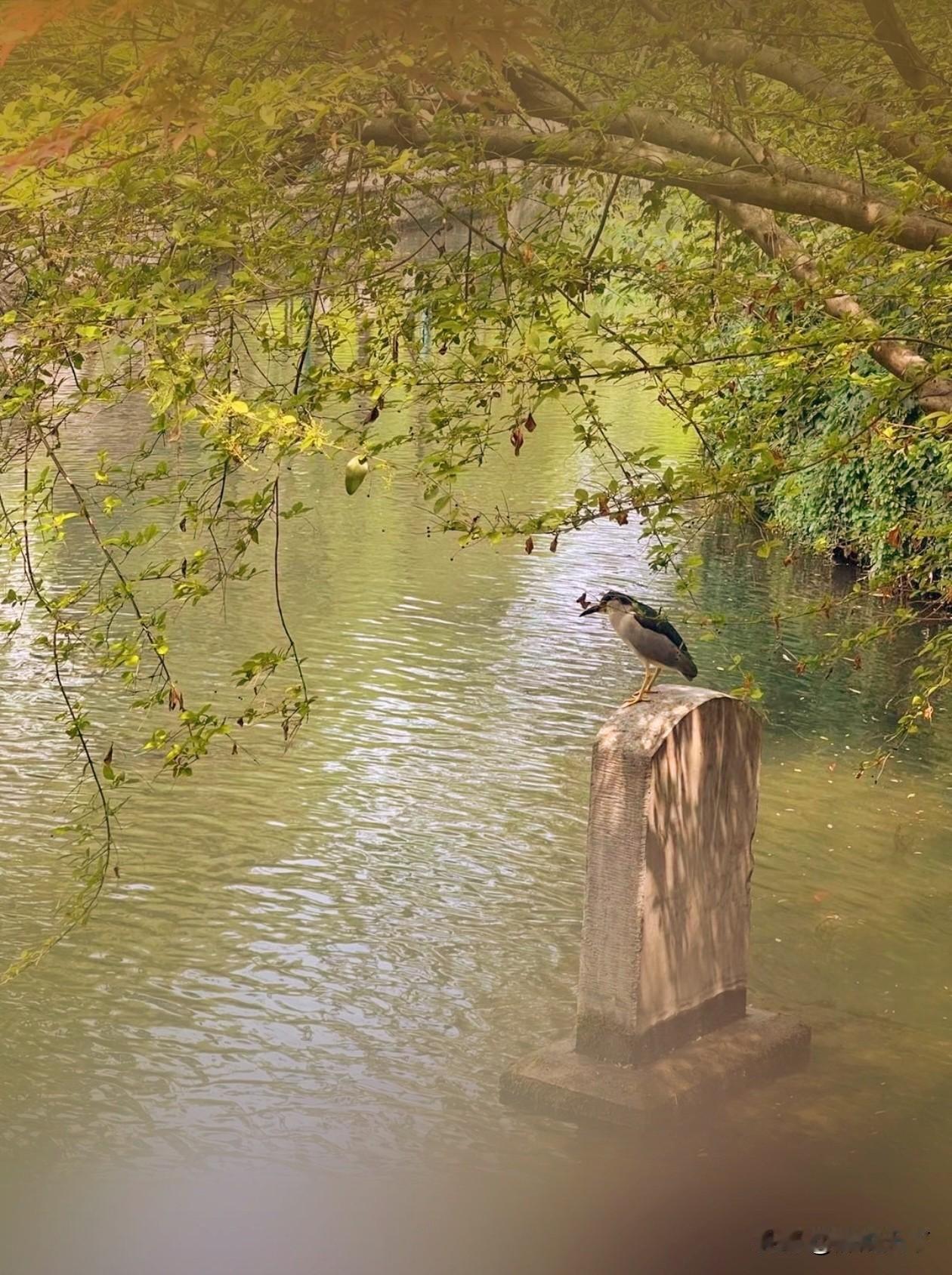 2026年4月5日，抽中今日上吉签：“学问藏之身，身在则有余”。
在评论打卡赢现
