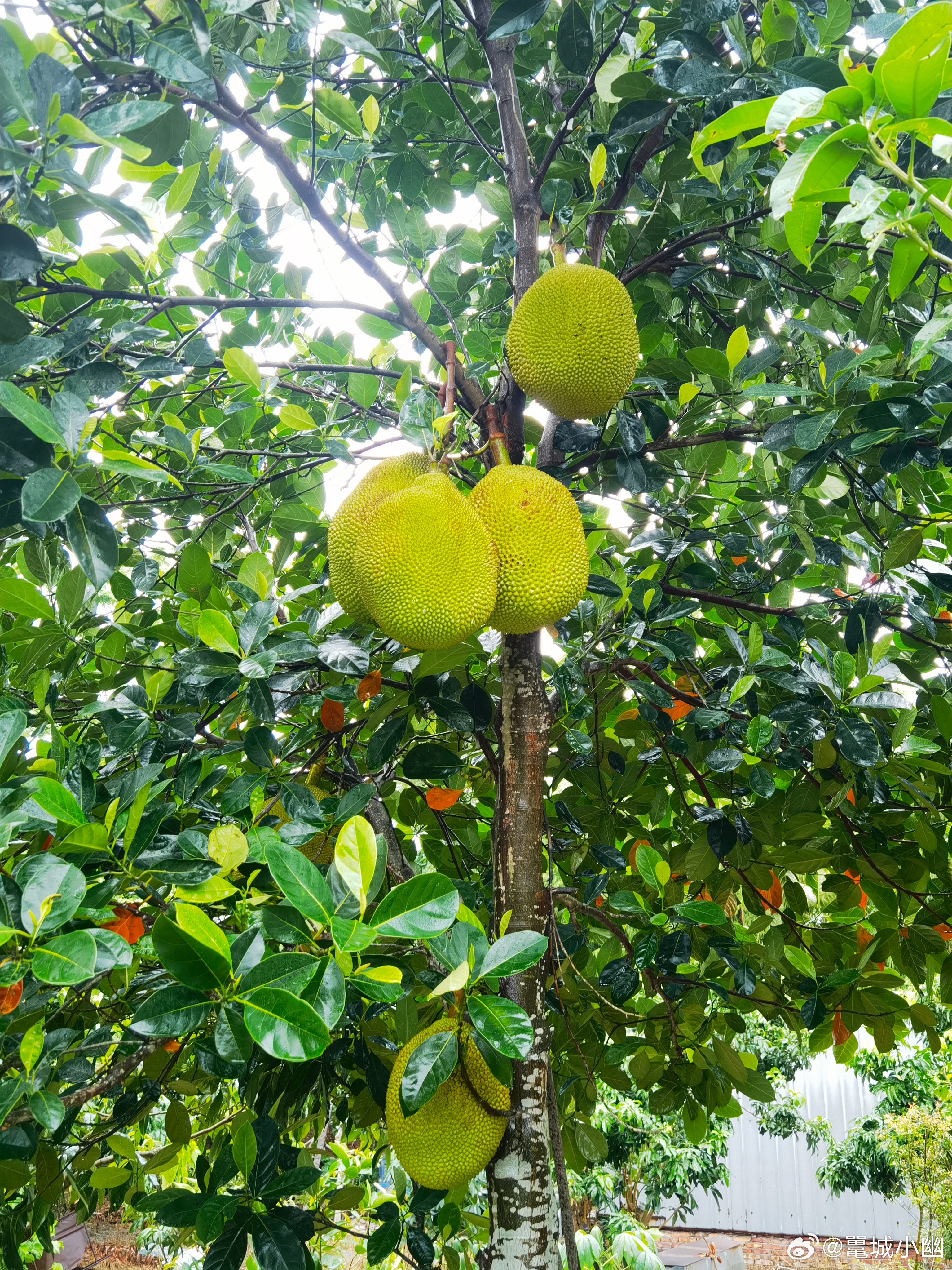 但还没熟呢阳江 阳江