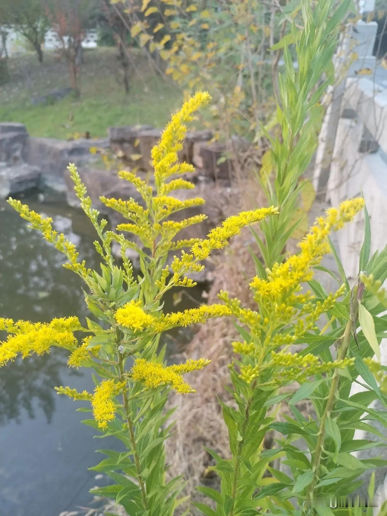 
少年佳节倍多情，
老去方知感慨生。
不效艾符趋习俗，
但求蒲酒话升平。
鬓丝日