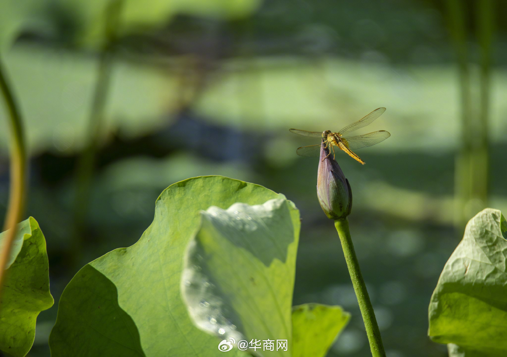 【#蜻蜓与荷花同框的诗意美景#】端午节临近，海南琼海，荷塘中的荷花有的含苞待放，