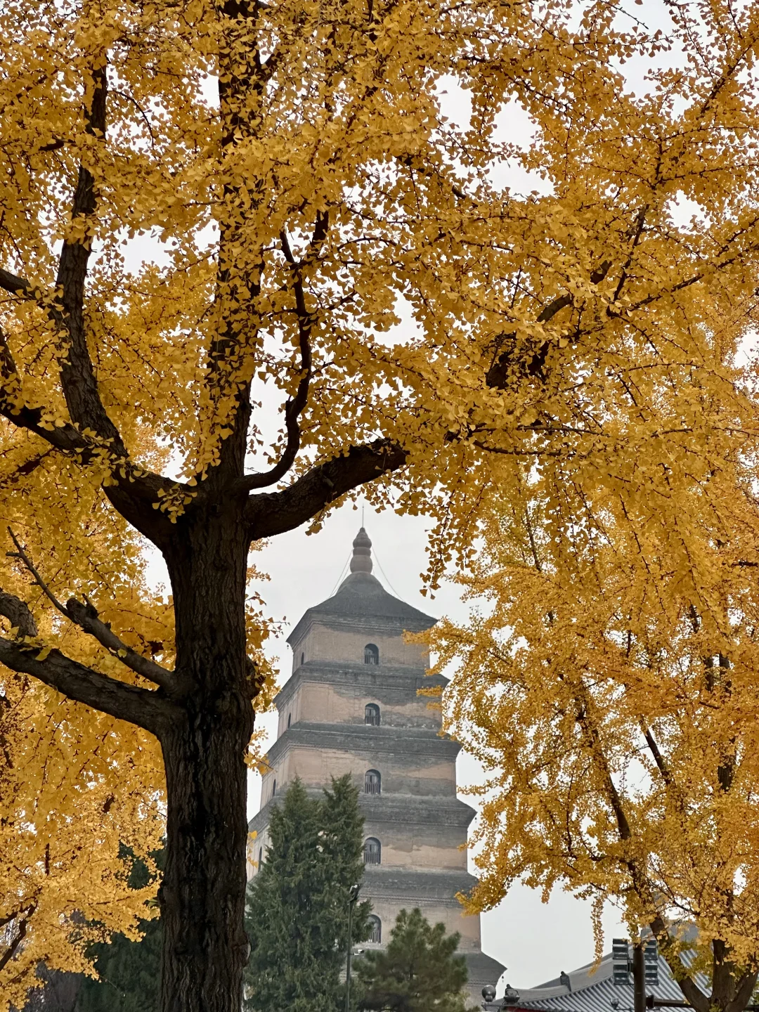 这么美😓那么臭🍂周末到烂怂大雁塔❗