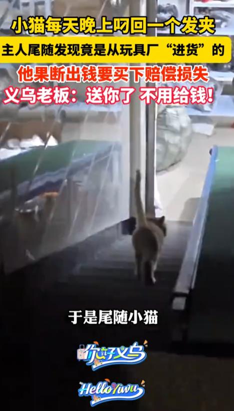 浙江义乌，一男子最近发现自家猫咪有个奇怪的“爱好”，就是每天晚上出去溜达一圈，回