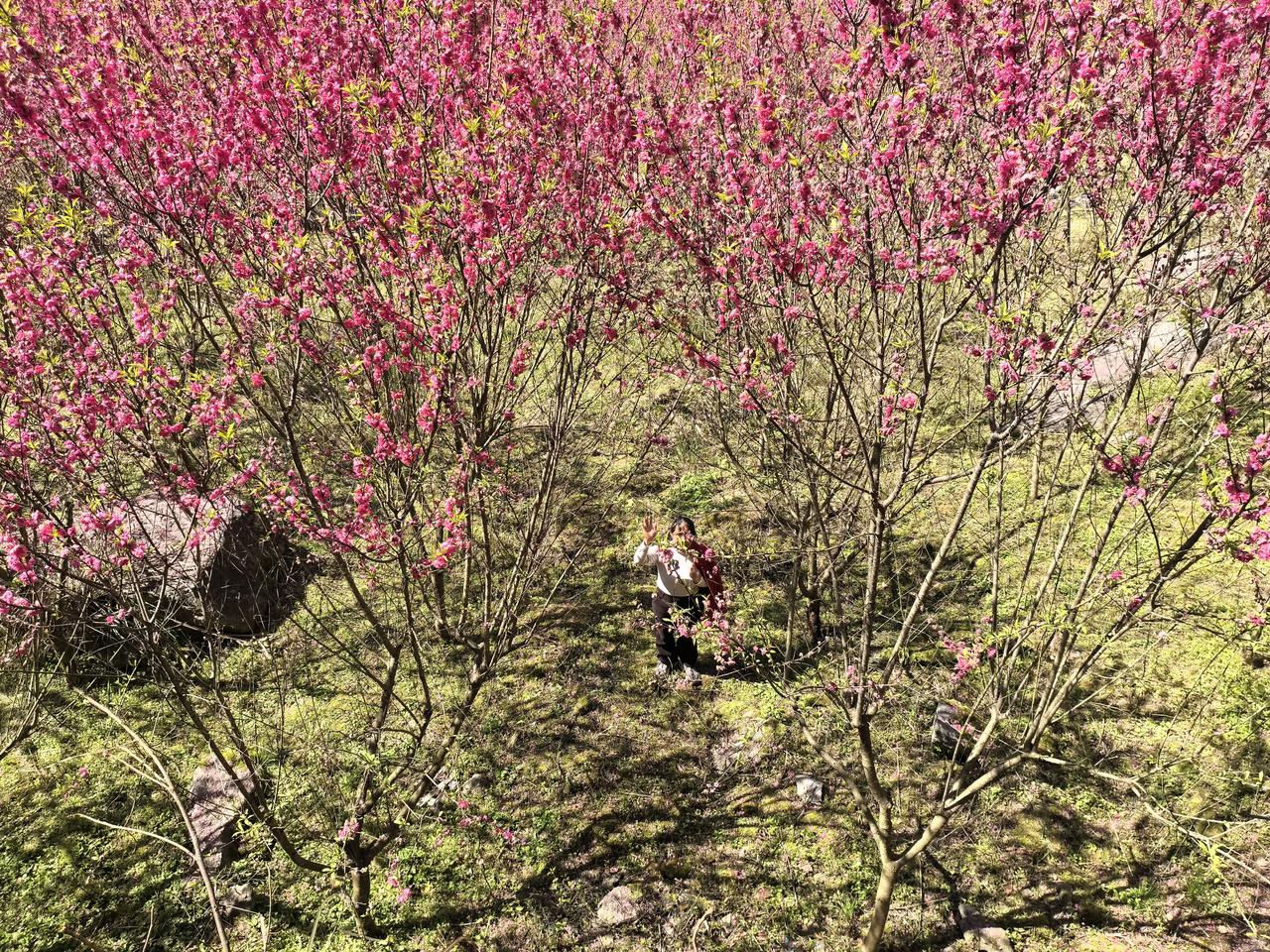 分享一张你最近随拍的照片进入桃林深处，撞了个满怀温柔春哥