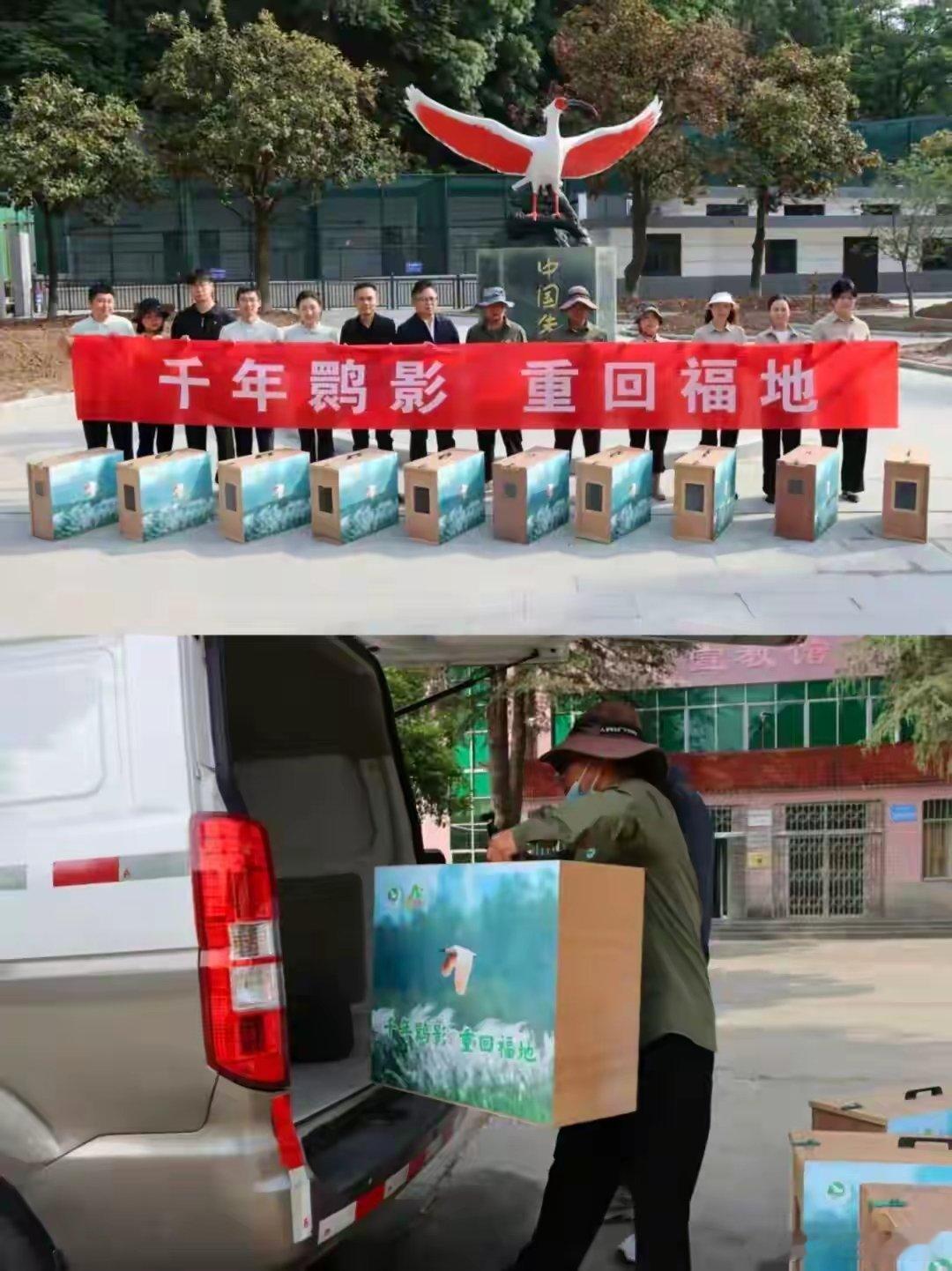 5月12日上午，经过24小时的长途运输，10只来自陕西汉中市洋县的朱鹮顺利抵达福