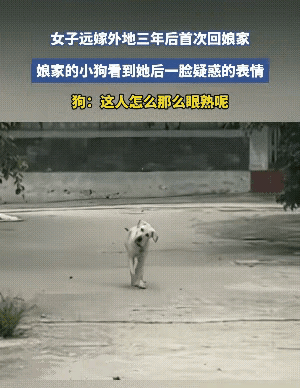 万万没想到！远嫁三年回家，自家狗子居然认不出主人了
 
真的太好笑了，一个女子远