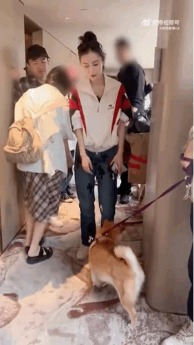 #Angelababy张大大和狗狗击掌#  Angelababy和张大大和狗狗相