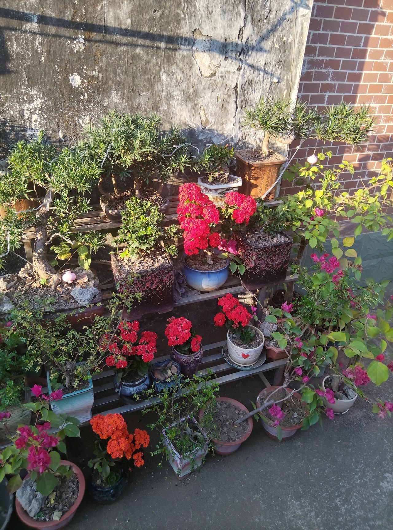 斑斑驳驳的老墙，墙脚下的一抹亮色，让人感到生活的美好！
老墙见证岁月的沧桑，那墙