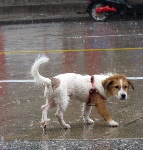 街头一只淋雨的狗，前面一个提绳的人。这人的思想，应该没达到狗的水平。 ​​​