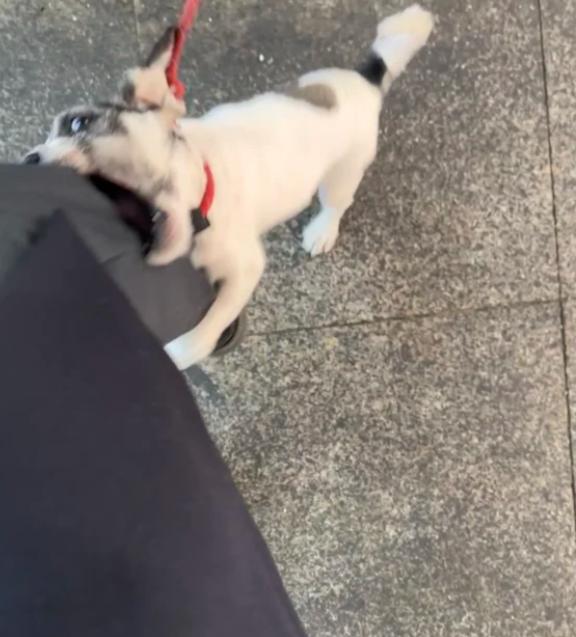 无论是遇到流浪狗还是没拴绳的宠物狗，一旦被它死死咬住，绝大多数人的本能反应就是用