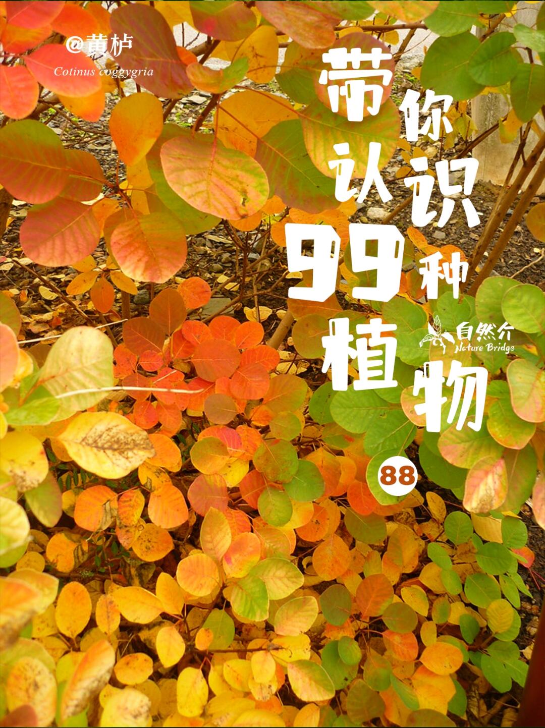 带你认识99种植物