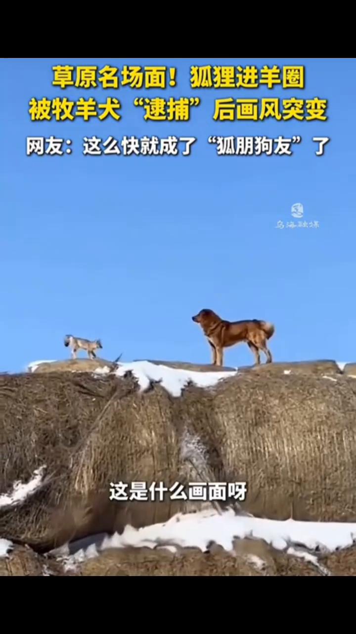 草原名场面！狐狸进羊圈被牧羊犬"逮捕"后画风突变。网友：这么快就成了"狐朋狗友"