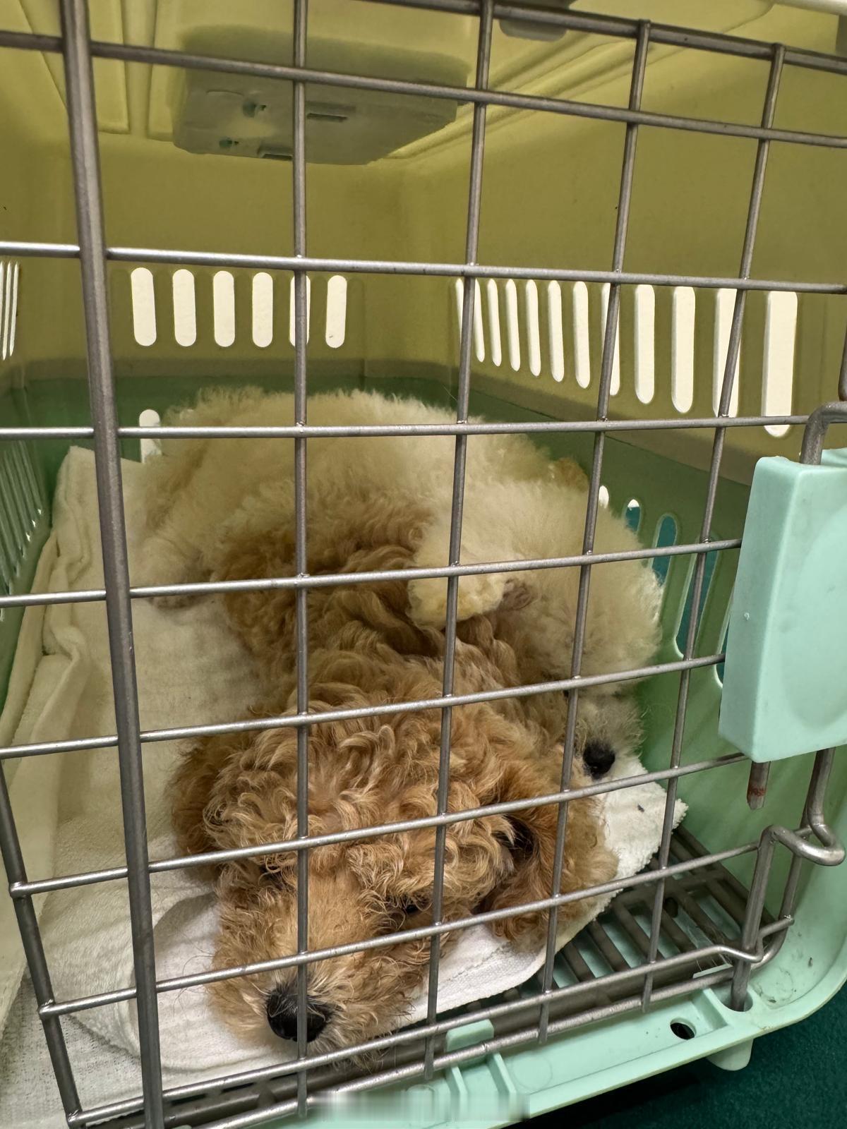 香港执法香港刑法香港监狱   「偵破懷疑非法進口動物案件..」香港海关 今日（五