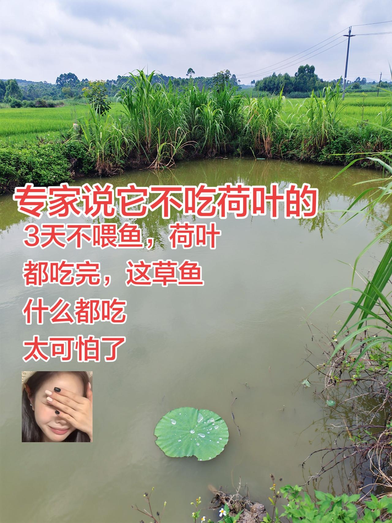 草鱼饿了，真的是什么都吃，连荷叶都吃完了，从来没见过养鱼 养鱼日记 农村生活 农