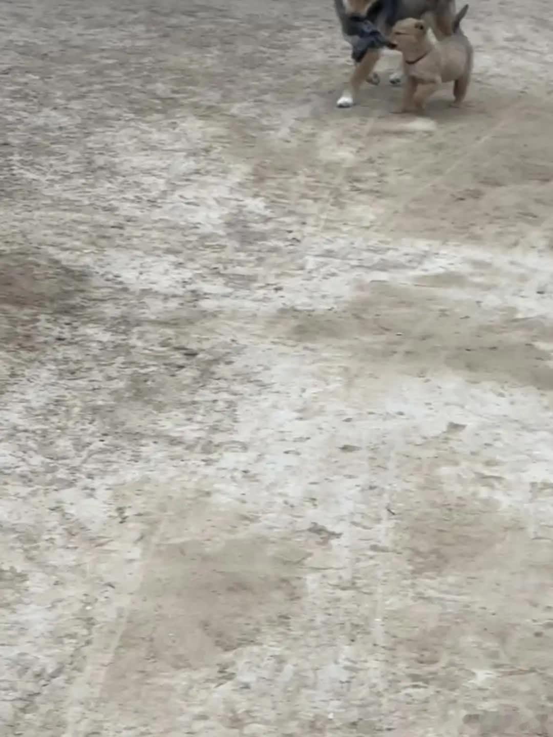成长萌宠宠物