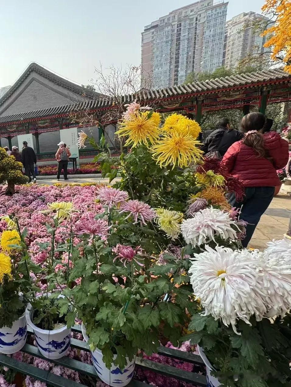 紫竹院行宫的菊花展：花开不并百花丛，独立疏篱趣未穷。！