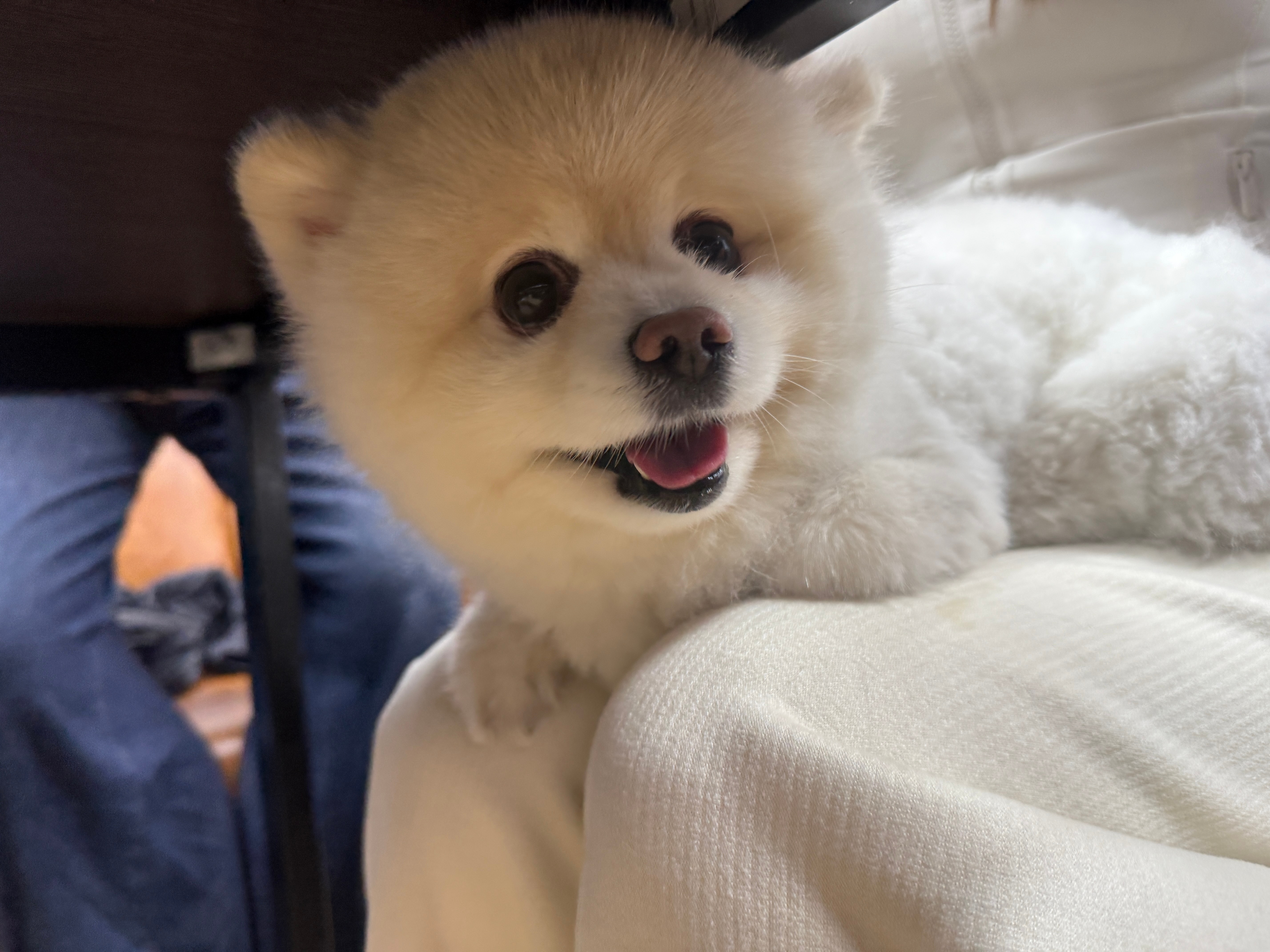 今天又见小旺崽