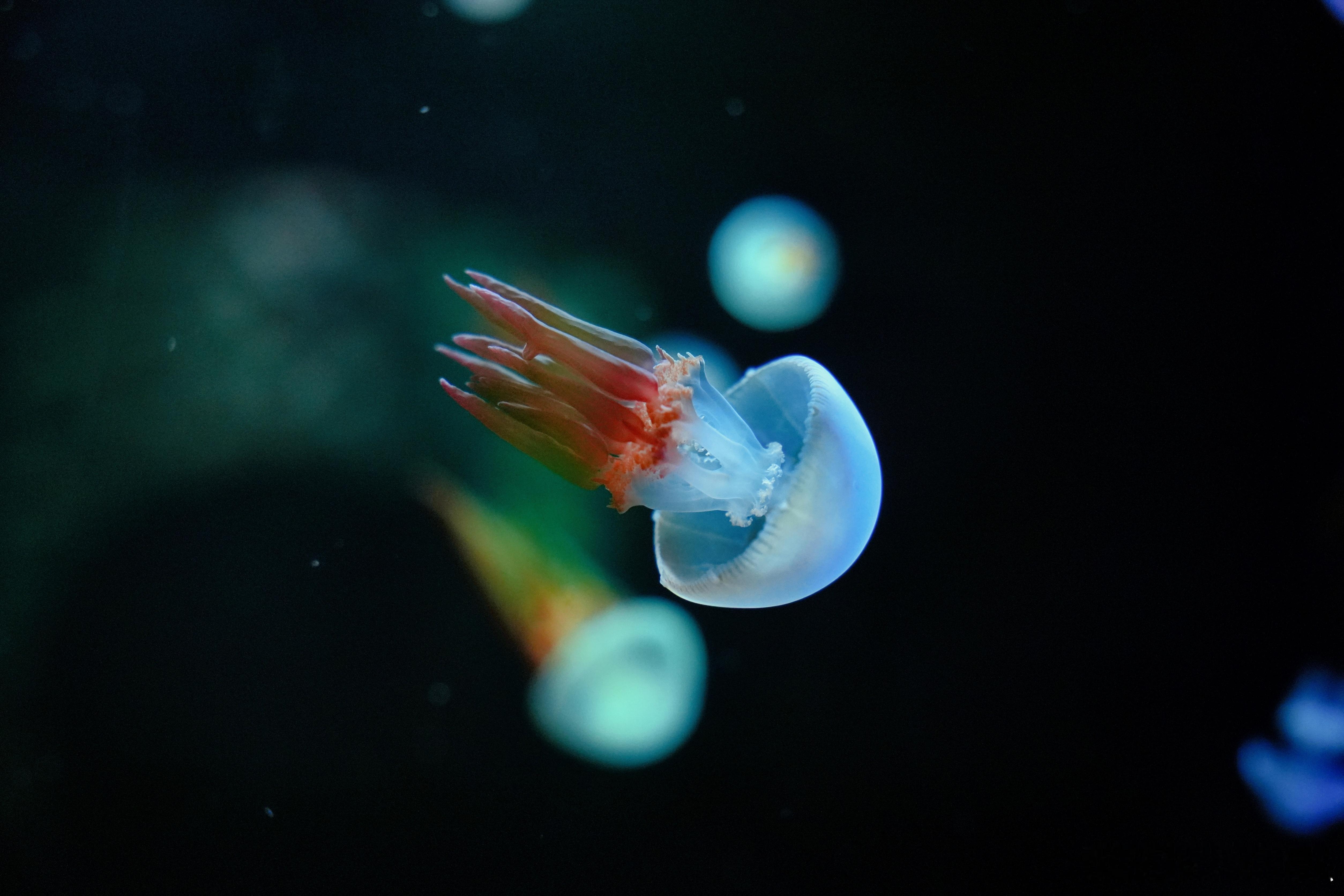 今天去了水族馆丨🐟好多的水母，每个都好看！看水母的瞬间，整个世界都变得温柔起来