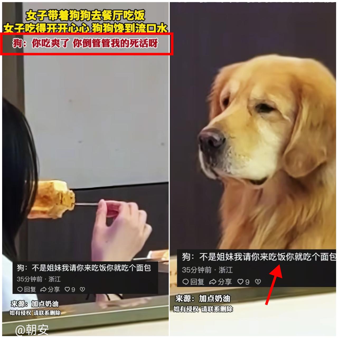 太可爱了！

湖北这位铲屎官的操作，怕是要被自家狗子记一辈子“仇”！
 
下班遛