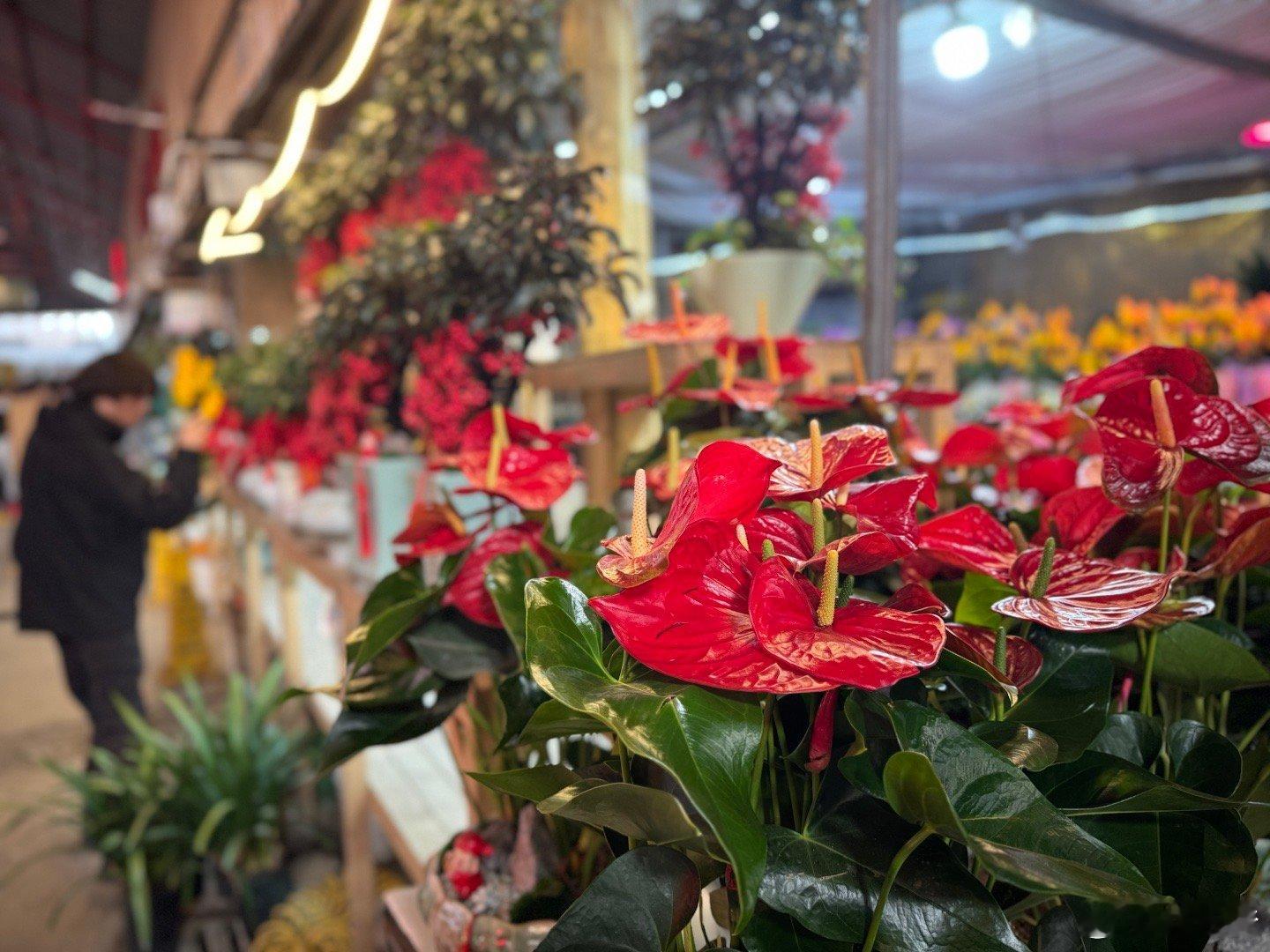 来花卉市场买年花咯准备过年！年花
