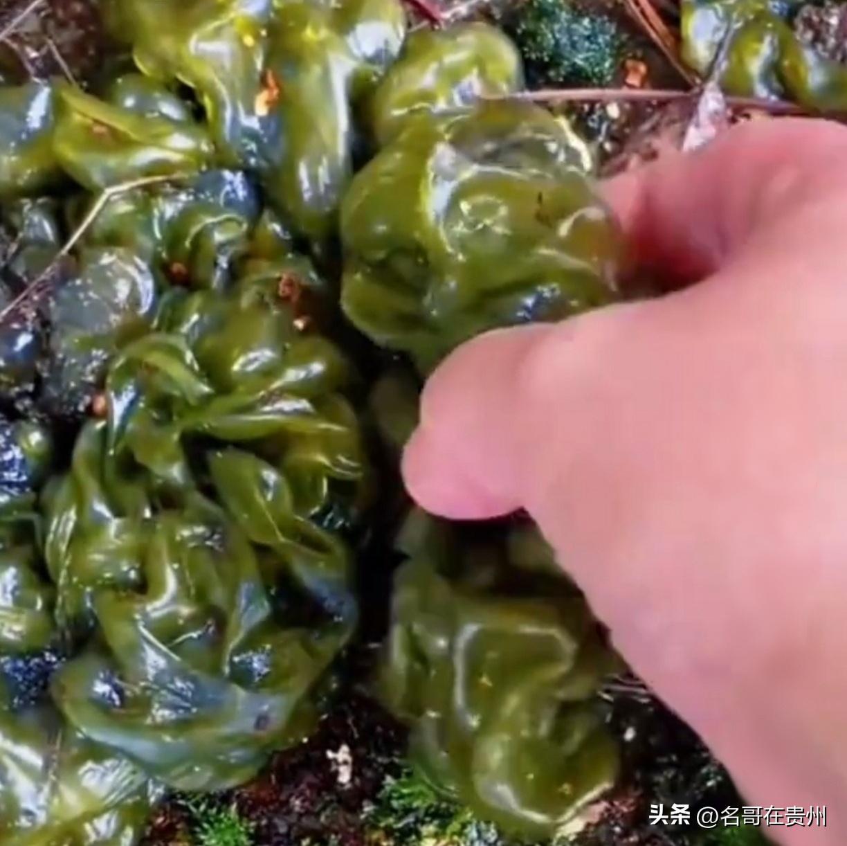 春季挖野菜，多人已中招！紧急提醒:别让尝鲜变尝险

最近天气一暖和，朋友圈里全是