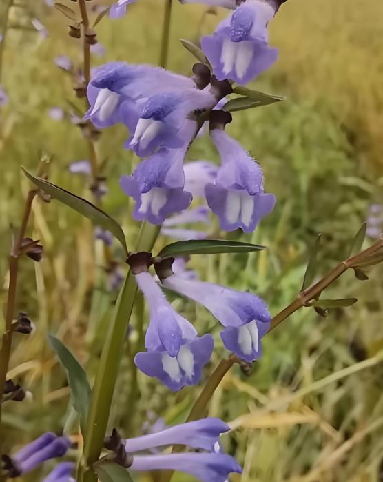 溪边半枝莲，清肝解毒“抗癌草”！化瘀散结、利湿退黄，巧用肝净病自安！

“马主任