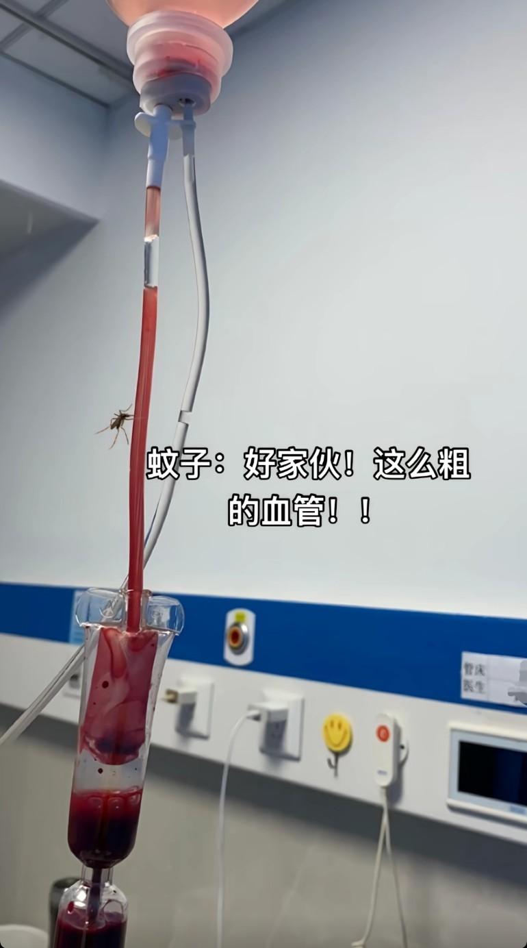 这蚊子心想也算是喝上预制血了
蚊子：好家伙，这血管够我吸到天荒地老。嘴都戳歪了也