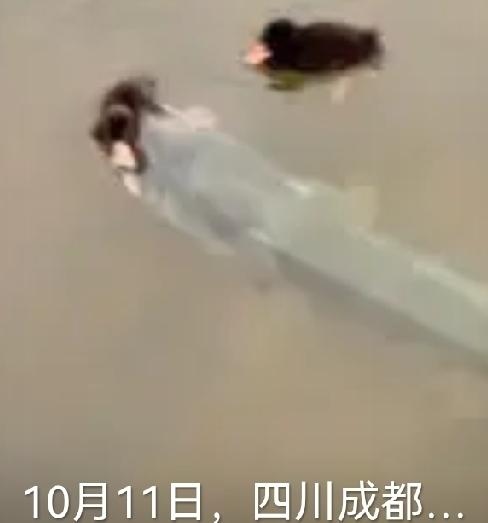 10月11日，四川成都。两只小野鸭悠然自得的在湖边游泳，时不时的扎个猛子，潜入水