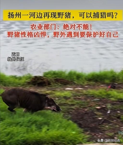 扬州仪扬河河边居然跑出来百来斤的大野猪，不光在岸边乱窜，还溜进小区到处逛，甚至还