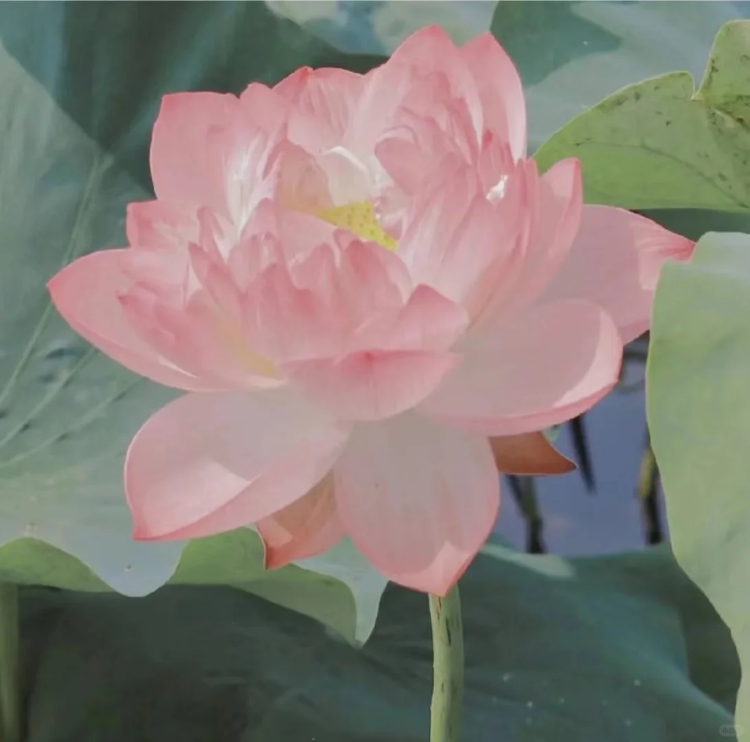 想考公务员不知道怎么备考的考公小白进！