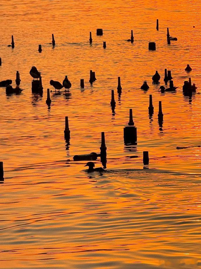 西湖日落🌅 ​ ​​​