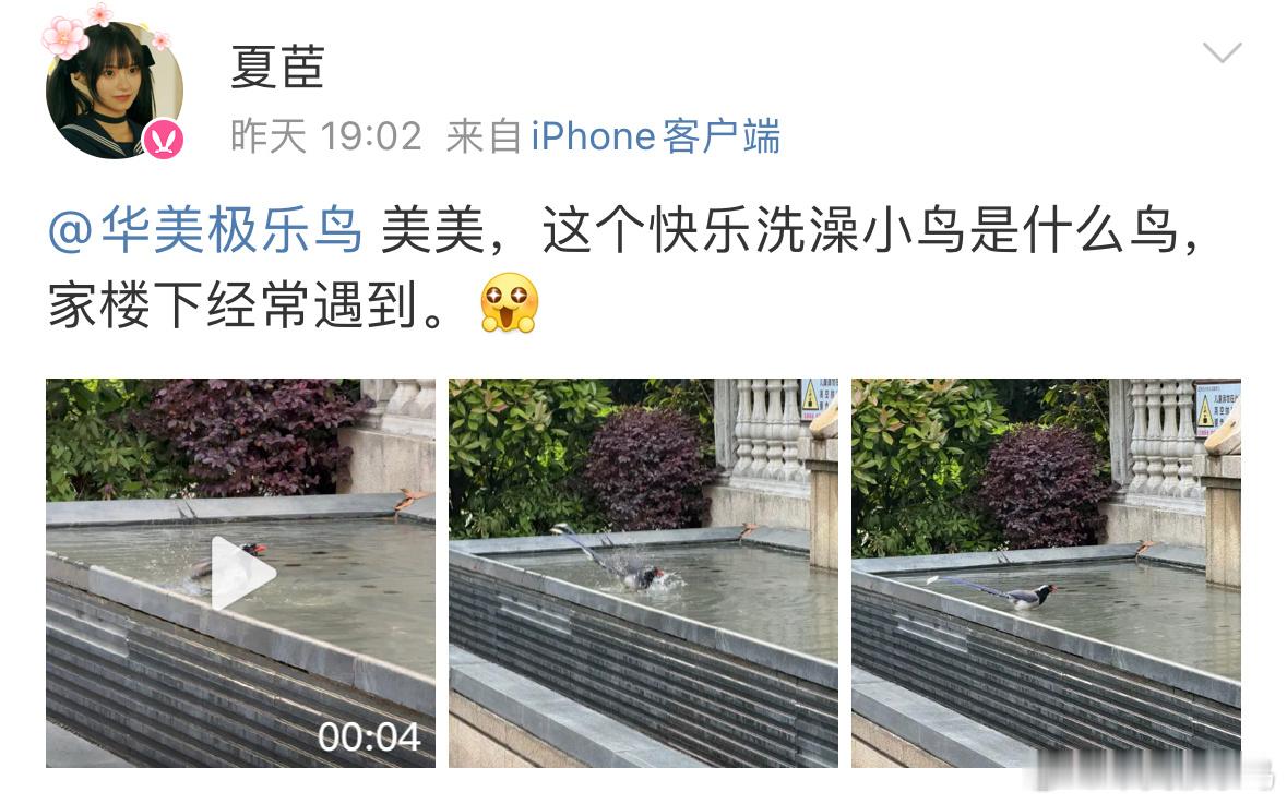 填空题环节～嘴巴红的，身体蓝的所以它是（ ）嘴（ ）鹊！ ​​​